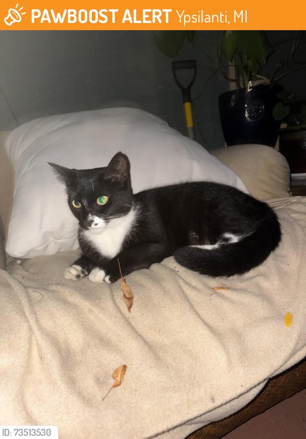 Found/Stray Unknown Cat last seen Pearl Street & North Adams, Ypsilanti, MI 48197