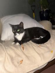 Found/Stray Unknown Cat last seen Pearl Street & North Adams, Ypsilanti, MI 48197