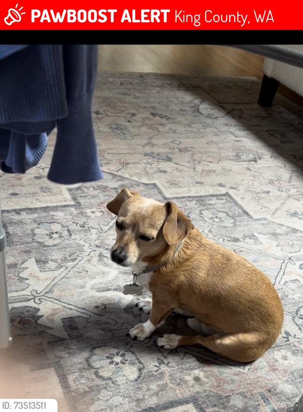 Lost Male Dog last seen NE 153rd St & 158 Ave NE, Woodinville, WA 98072