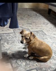 Lost Male Dog last seen NE 153rd St & 158 Ave NE, Woodinville, WA 98072