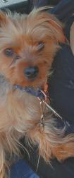 Reunited Male Dog last seen 90th St E & E Ave Q-12, Sun Village, CA 93543, USA, Sun Village, CA 93543