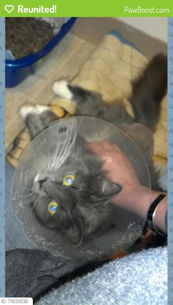 Reunited Female Cat last seen Rebecca and spring Westerville, Westerville, OH 43081