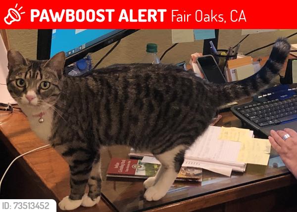 Lost Female Cat last seen Between Palmyra and Primrose, Juan and Bahama, Chaparral Cul de Sac, Fair Oaks, CA 95628