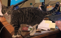Lost Female Cat last seen Between Palmyra and Primrose, Juan and Bahama, Chaparral Cul de Sac, Fair Oaks, CA 95628