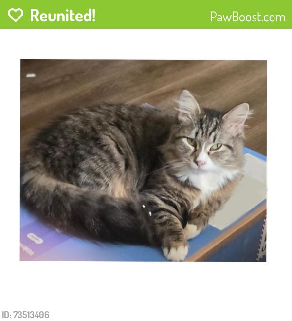 Reunited Female Cat last seen Waynesboro, VA 22980, USA, Waynesboro, VA 22980
