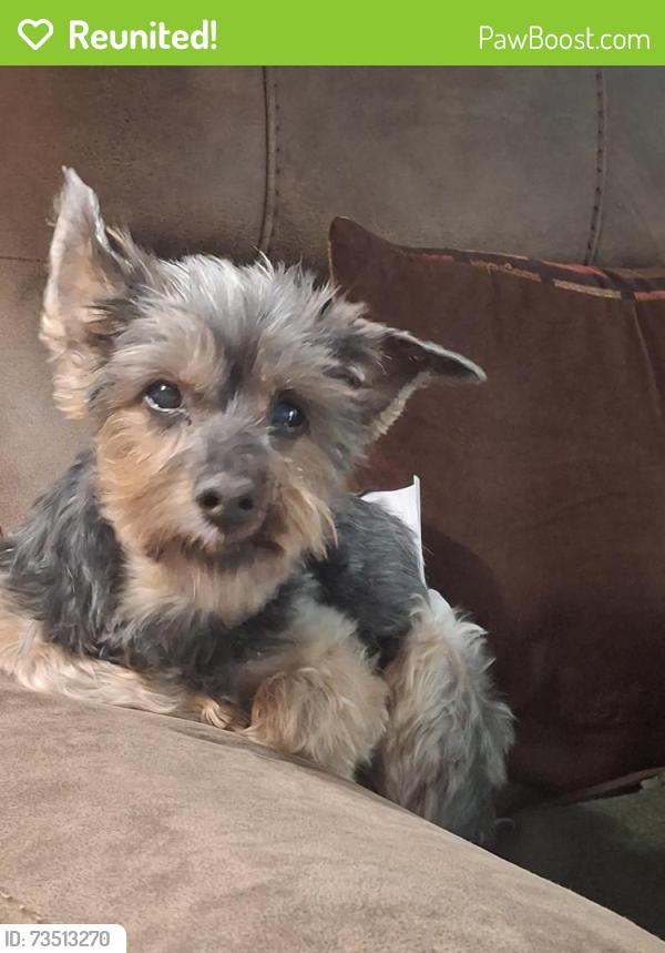 Reunited Male Dog last seen West Avenue and Lee Street, Fullerton, CA 92833