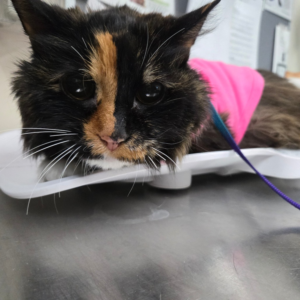 Shelter Stray Female Cat last seen , 361 S Raymond Ave, Pasadena, CA 91105, USA