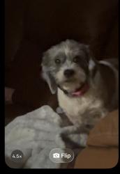 Lost Female Dog last seen NE57th street and Walo Road, Alachua County, FL 32609
