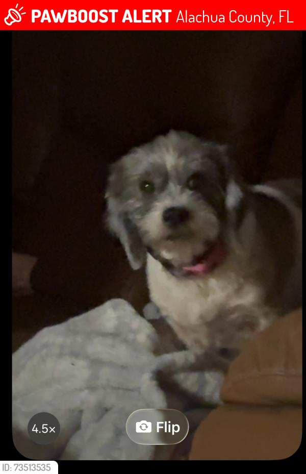 Lost Female Dog last seen NE57th street and Walo Road, Alachua County, FL 32609