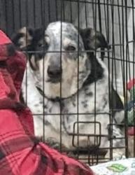 Lost Male Dog last seen Biscamp rd, Silsbee, TX 77656