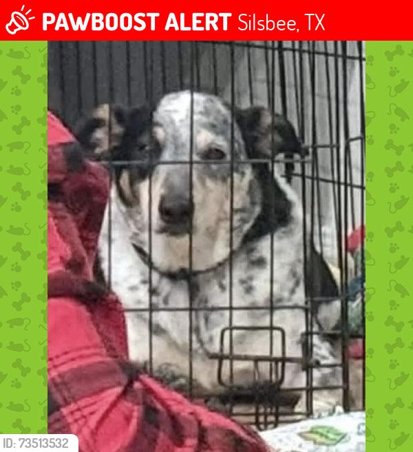 Lost Male Dog last seen Biscamp rd, Silsbee, TX 77656