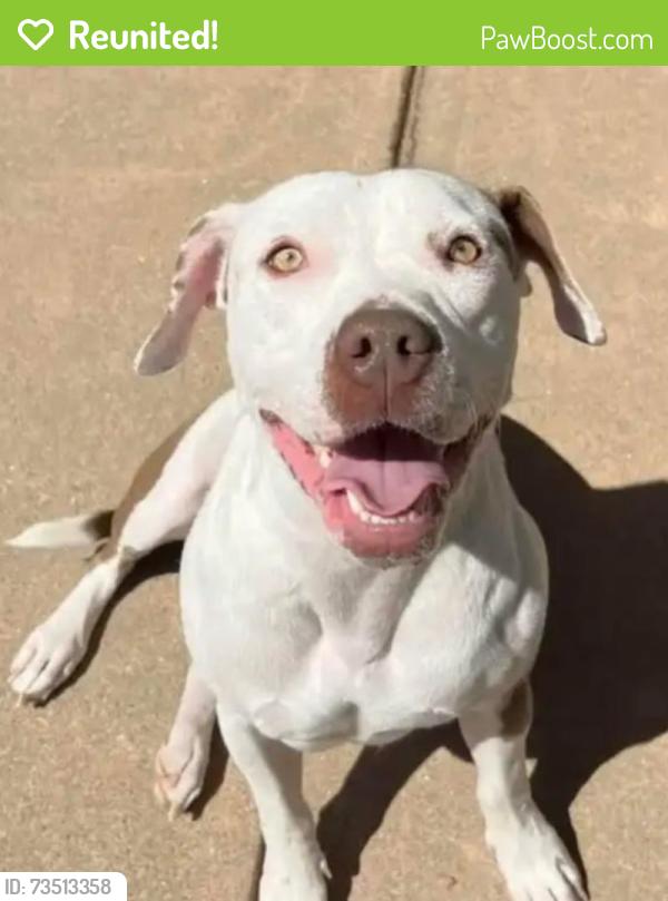 Reunited Female Dog last seen Larkin Valley and White Road, Watsonville, CA 95076