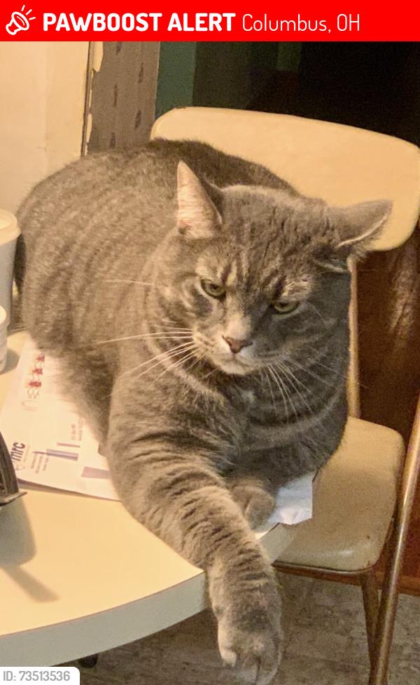 Lost Male Cat last seen crawford st in salem village, Columbus, OH 43229