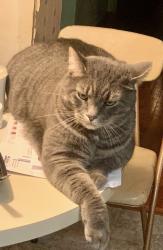 Lost Male Cat last seen crawford st in salem village, Columbus, OH 43229
