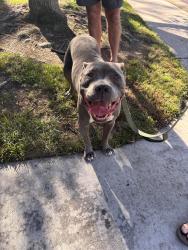 Found/Stray Male Dog last seen Portobelo Drive, San Diego, CA 92124