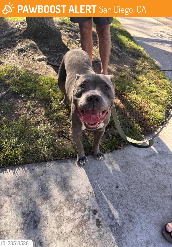 Found/Stray Male Dog last seen Portobelo Drive, San Diego, CA 92124