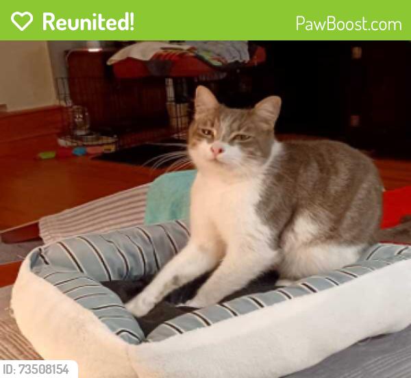 Reunited Male Cat last seen Whisper Brook and Whisper Dawn, San Antonio, TX 78230