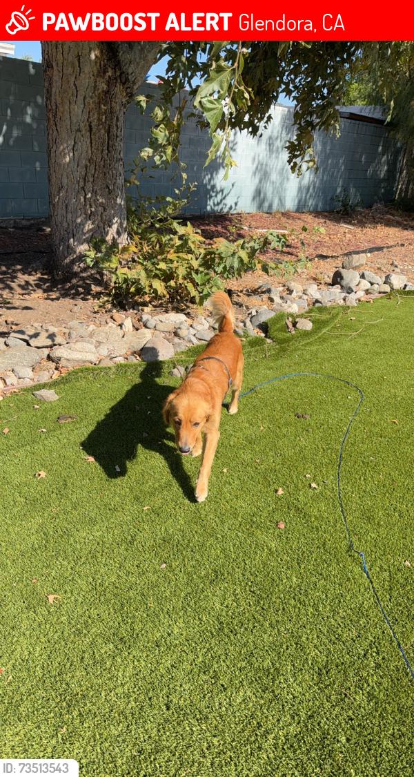 Lost Male Dog last seen Loraine ave, Glendora, CA 91741