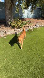 Lost Male Dog last seen Loraine ave, Glendora, CA 91741