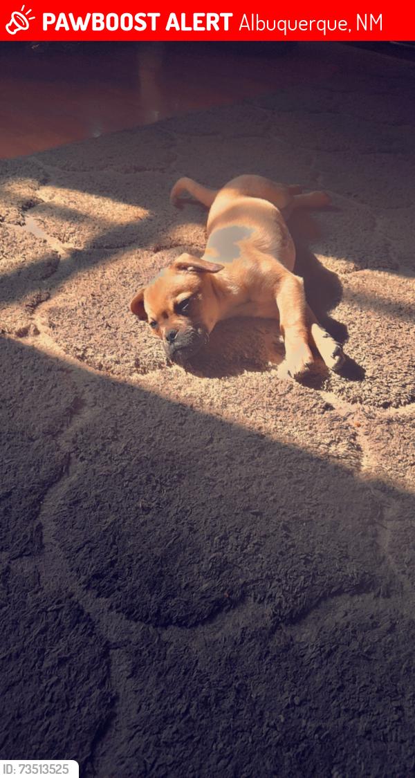 Lost Male Dog last seen Bridge and la vaga, Albuquerque, NM 87121