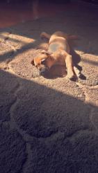Lost Male Dog last seen Bridge and la vaga, Albuquerque, NM 87121