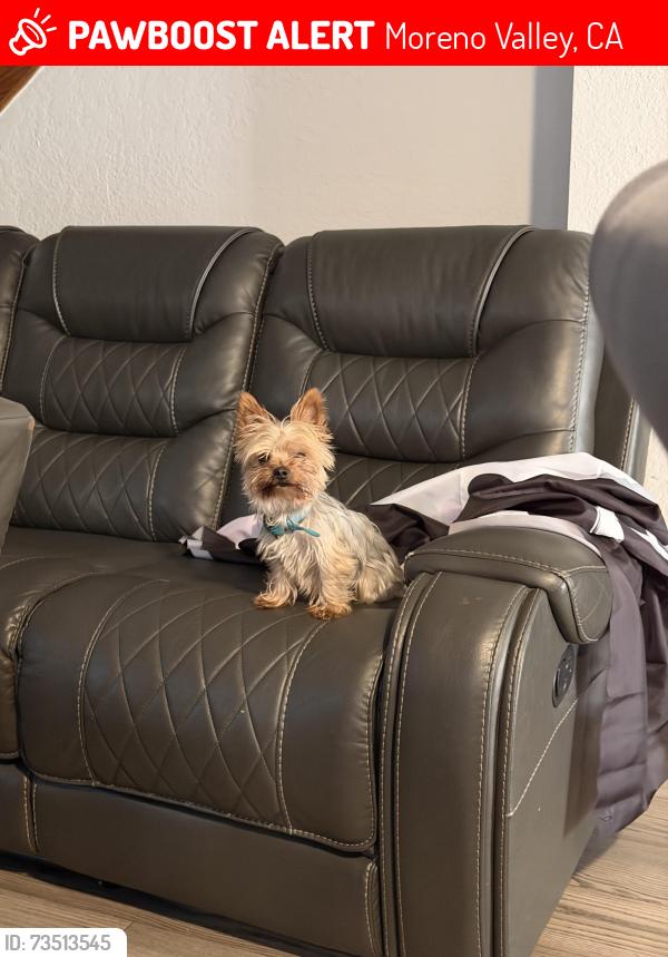 Lost Female Dog last seen Biloxi and lasselle, Moreno Valley, CA 92555