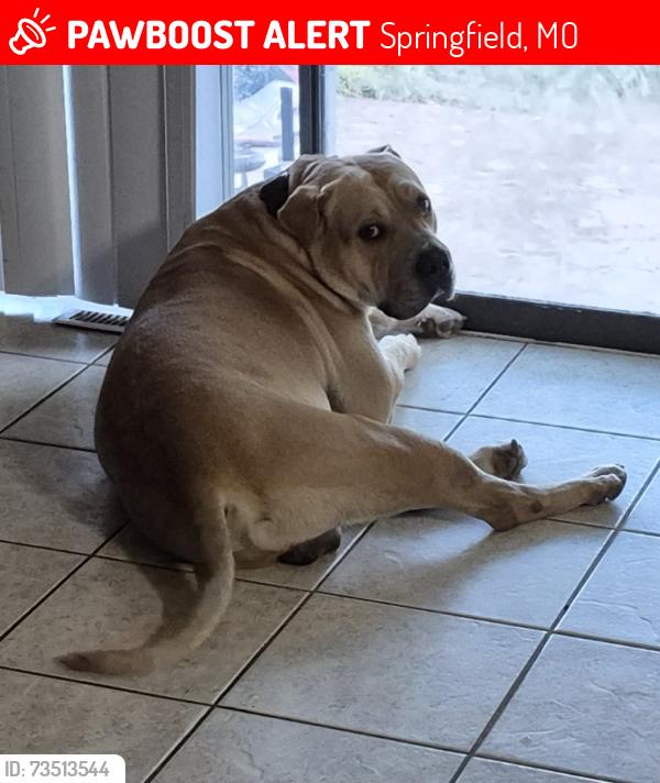 Lost Male Dog last seen Nicholas, Springfield, MO 65802