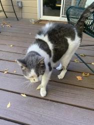 Reunited Unknown Cat last seen Gary Lane, Boise, ID 83714