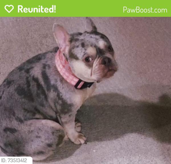 Reunited Female Dog last seen Burbon street, New Orleans, LA 70112
