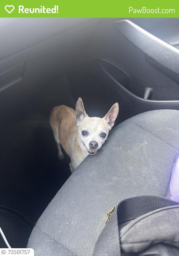Reunited Female Dog last seen Westbranch, Houston, TX 77041, USA, Houston, TX 77041