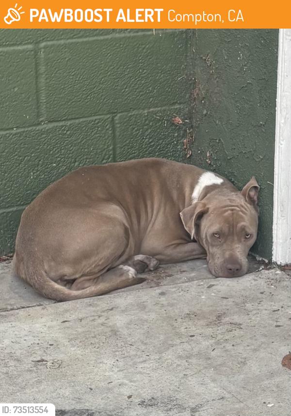 Found/Stray Female Dog last seen Alondra/Atlantic, Compton, CA 90746