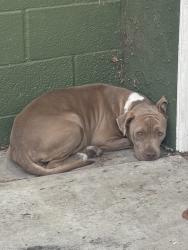 Found/Stray Female Dog last seen Alondra/Atlantic, Compton, CA 90746