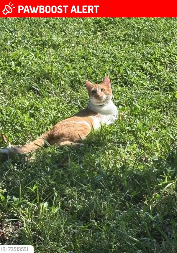 Lost Male Cat last seen Near Lochmoor Cir, North Fort Myers, FL 33903, North Fort Myers, FL 33903