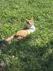 Lost Male Cat last seen Near Lochmoor Cir, North Fort Myers, FL 33903, North Fort Myers, FL 33903