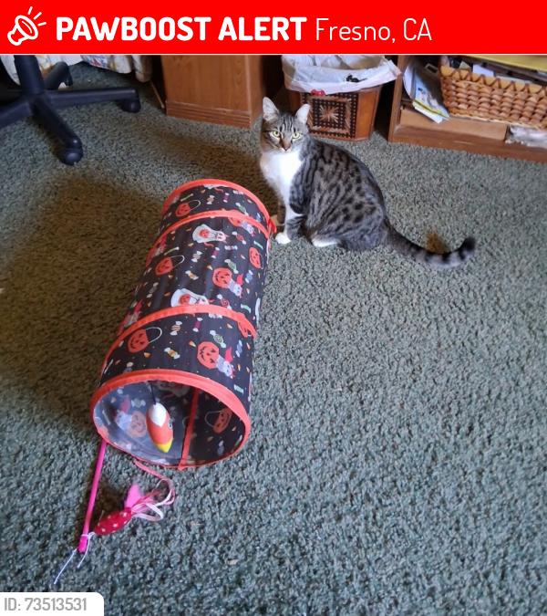 Lost Female Cat last seen Maroa amd Sierra, Fresno, CA 93704
