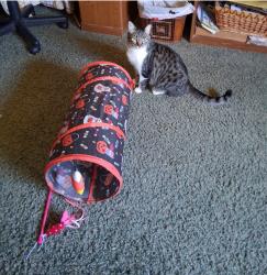 Lost Female Cat last seen Maroa amd Sierra, Fresno, CA 93704