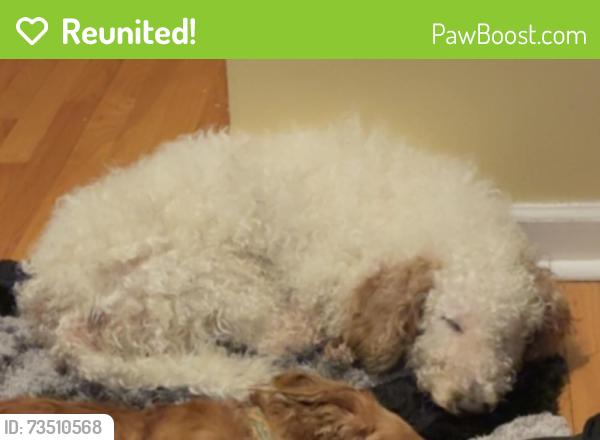 Reunited Male Dog last seen Lockwood and division, Chicago, IL 60651