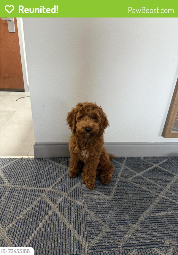 Reunited Male Dog last seen Birch creek, McLeansville, NC 27301