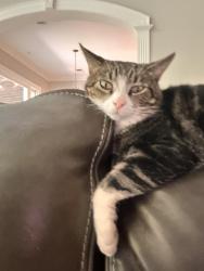 Reunited Male Cat last seen Raleigh Lagrange Rd E and Monterrey, East Central Shelby, TN 38139