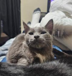 Lost Male Cat last seen Holts market Gas station, Longview, WA 98632