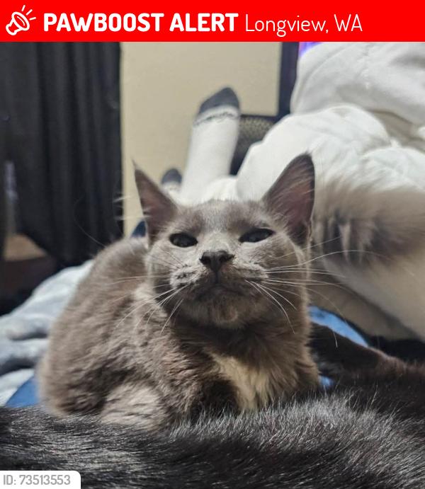 Lost Male Cat last seen Holts market Gas station, Longview, WA 98632