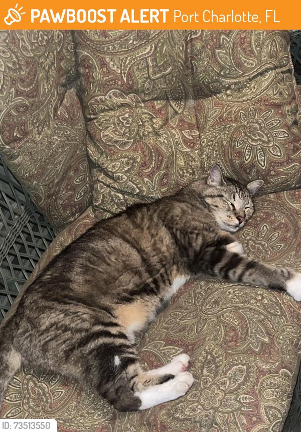 Found/Stray Unknown Cat last seen Publix on Peachland, Port Charlotte, FL 33954