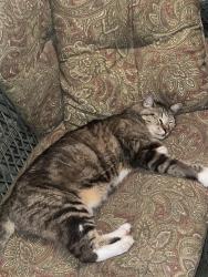 Found/Stray Unknown Cat last seen Publix on Peachland, Port Charlotte, FL 33954