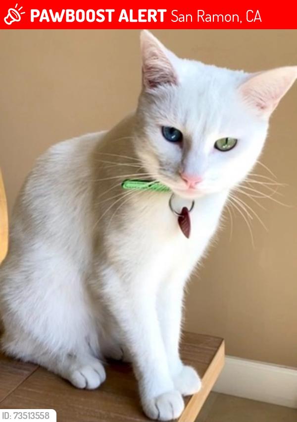 Lost Female Cat last seen Tulip Way cross Japonica Wa, San Ramon, CA 94582