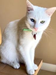 Lost Female Cat last seen Tulip Way cross Japonica Wa, San Ramon, CA 94582