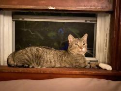 Lost Male Cat last seen Oregon Ave. and West Gate Pkwy, Rockford, IL 61108