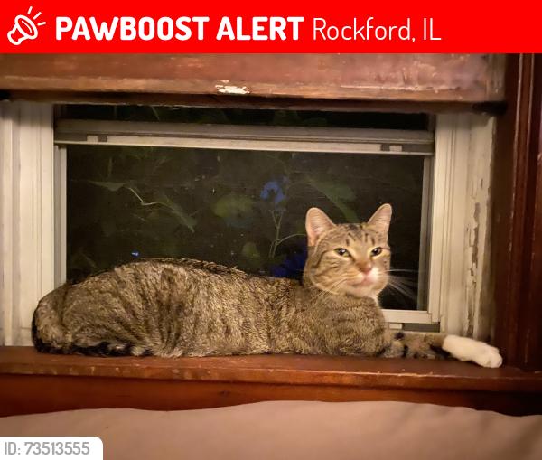 Lost Male Cat last seen Oregon Ave. and West Gate Pkwy, Rockford, IL 61108