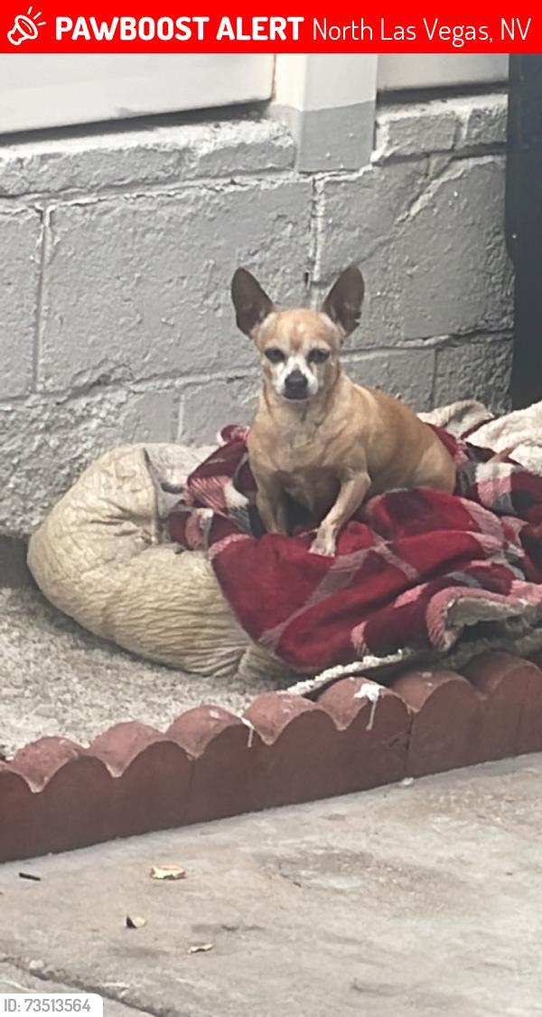 Lost Male Dog last seen Azure and Uppingham, North Las Vegas, NV 89081