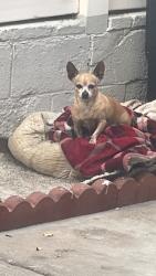 Lost Male Dog last seen Azure and Uppingham, North Las Vegas, NV 89081