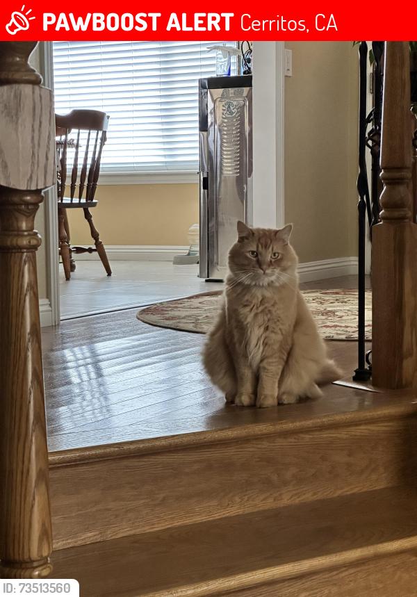 Lost Male Cat last seen Lucas st., Cerritos, CA 90703